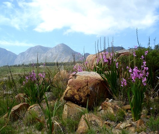 Watsonia borbonica subsp. borbonica in a rocky place